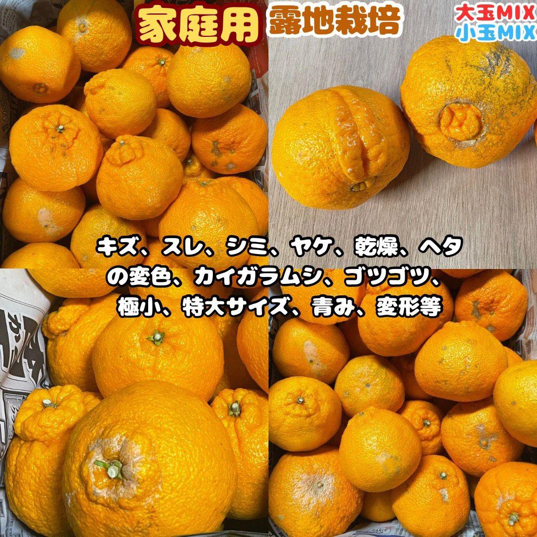 ※確認用　家庭用　大玉MIX箱込み9.5kg以上【露地栽培　不知火　デコポン】