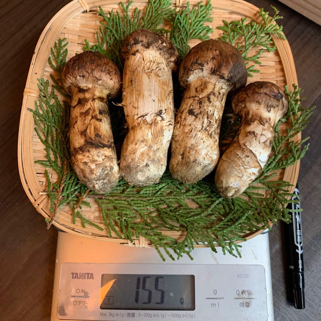 ④秀品【岩手県産天然松茸】収穫最終　国産本場　つぼみ採れたて　産地直送　155g