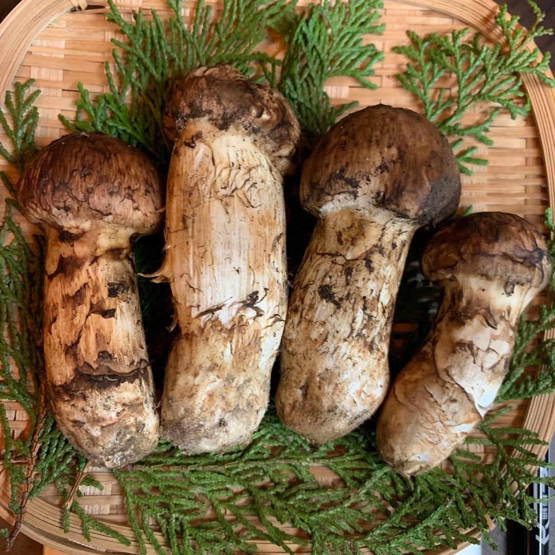 ④秀品【岩手県産天然松茸】収穫最終　国産本場　つぼみ採れたて　産地直送　155g