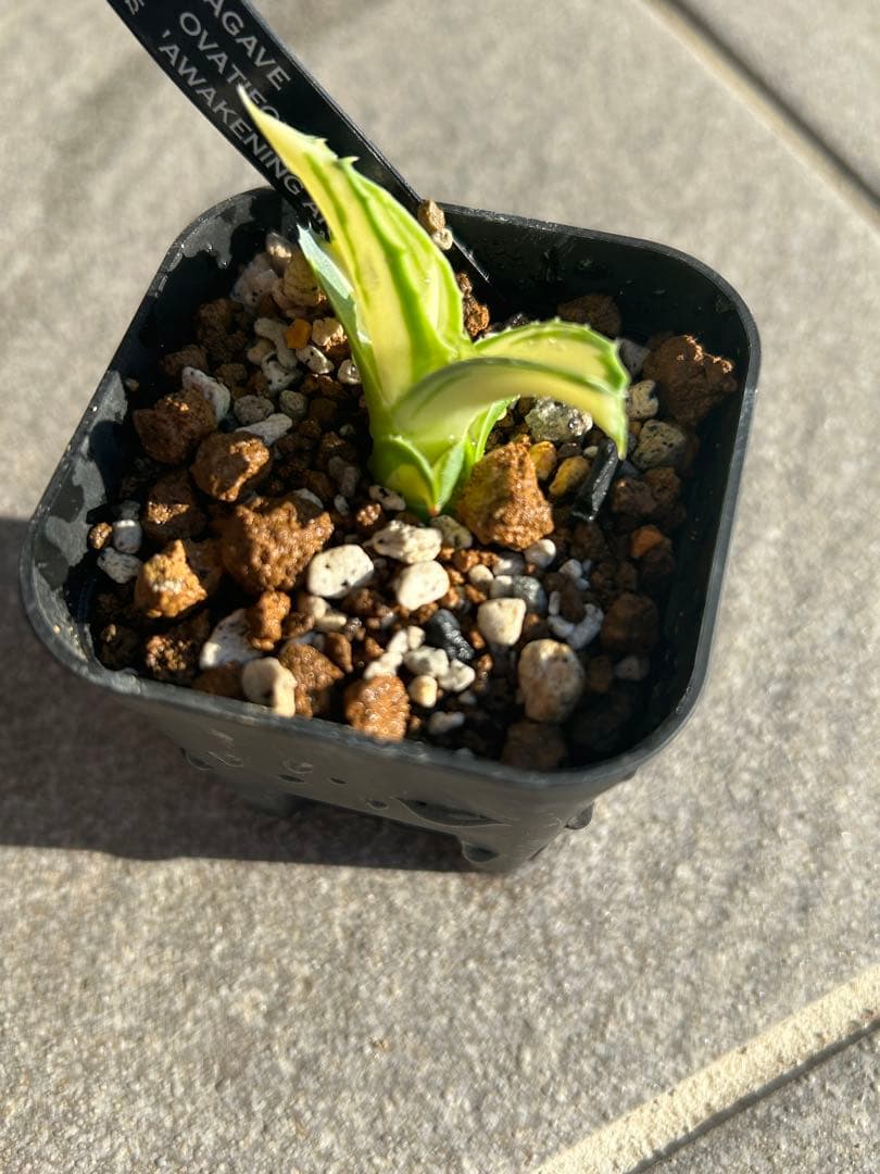 K*s様 アガベ　オバティフォリア　アウェイクニングエンジェル