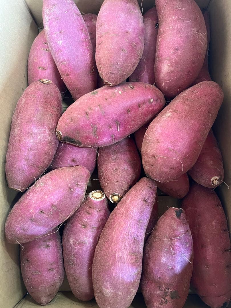 OIMOYA 栗かぐや1箱65kg中シルク90