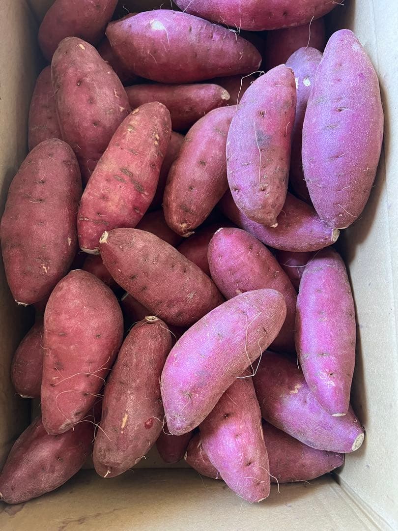 OIMOYA 栗かぐや1箱65kg中シルク90