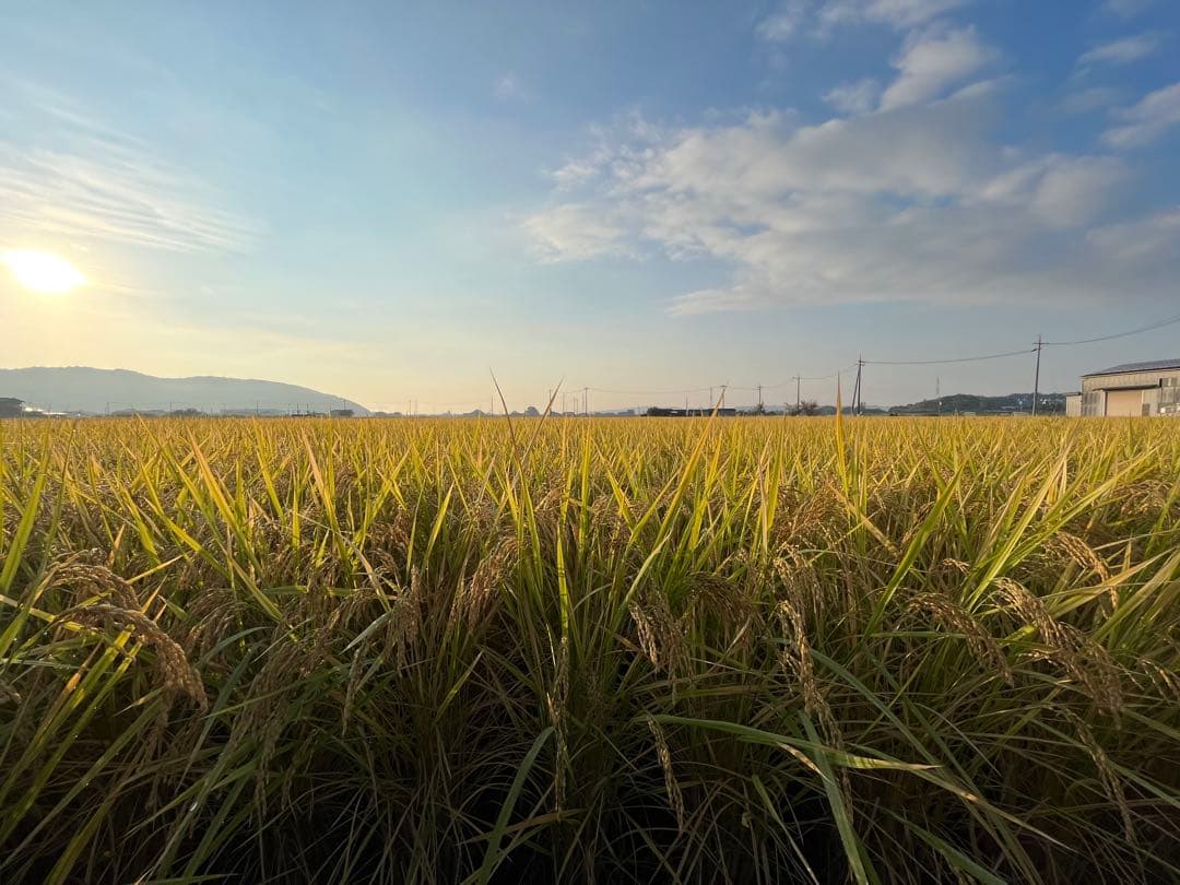 【Mykonos】農薬・化学肥料不使用朝日米20kg