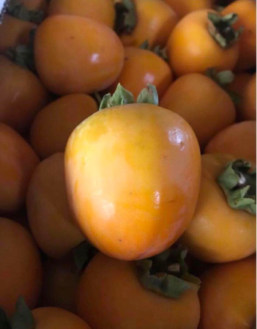 青森県産 渋柿 20kg