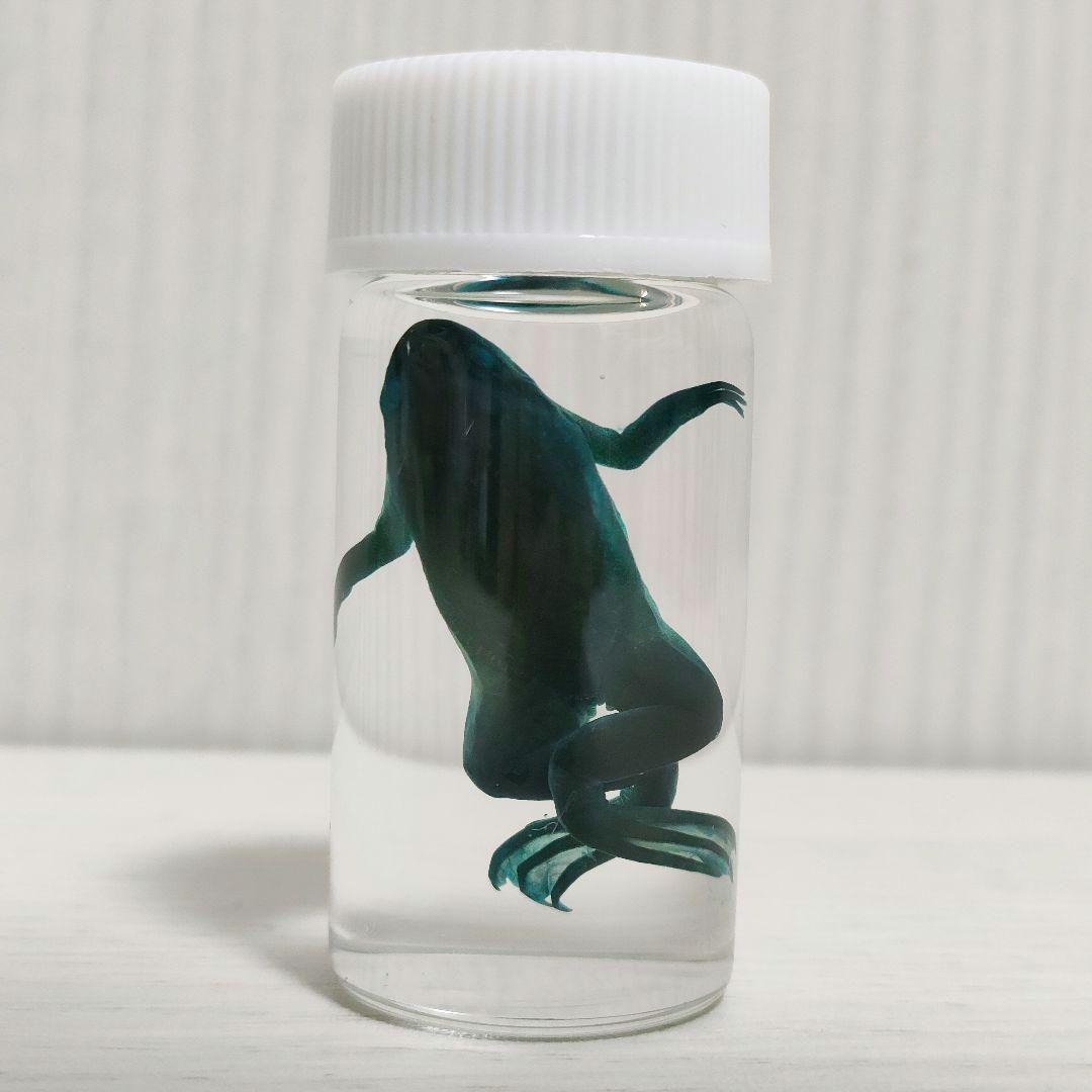 【専用出品】ミニ透明標本作製キット（中級）×2個 軟骨染色済に変更