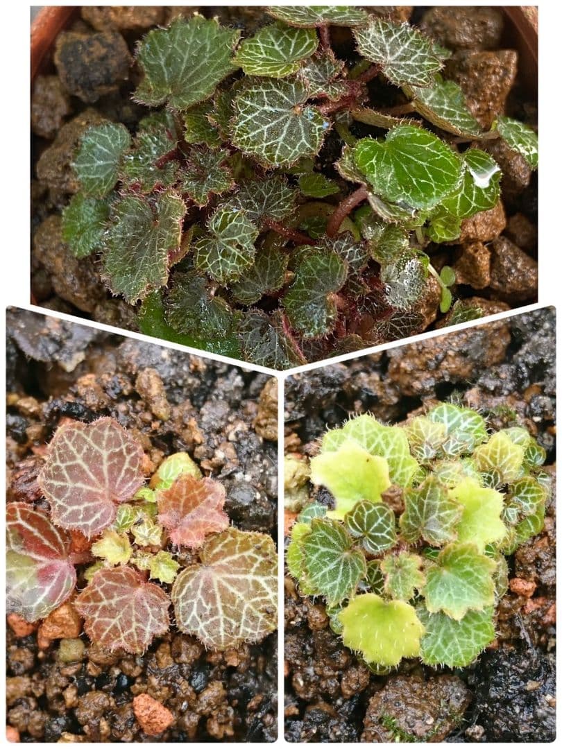 パルダリウム　屋久島　極姫ユキノシタ