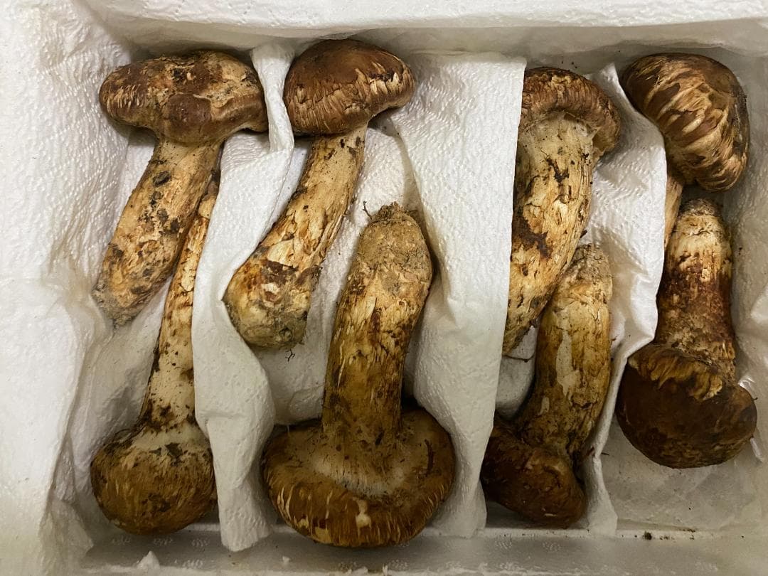 松茸終盤特売品・１ｋｇ