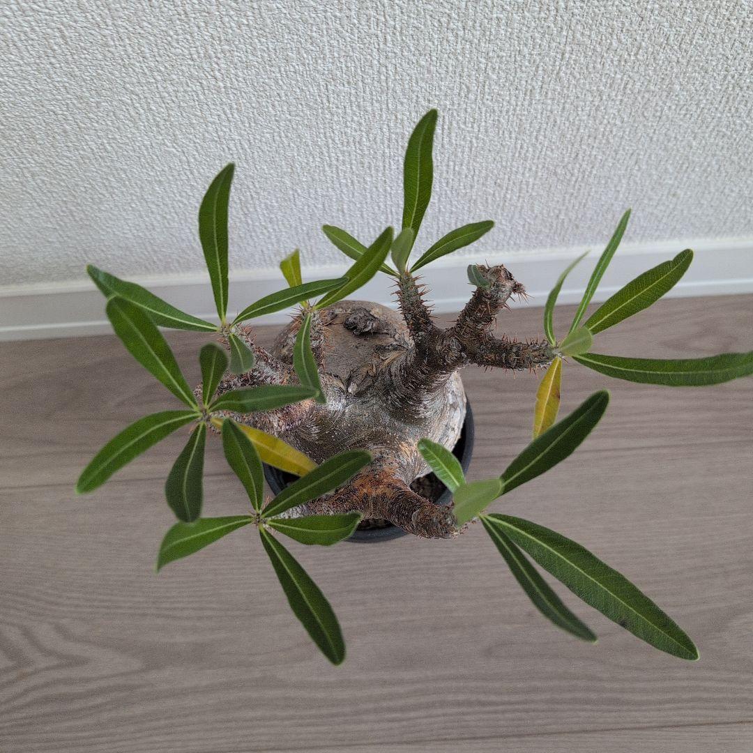 Y/N17　（本日限定）パキポディウム グラキリ