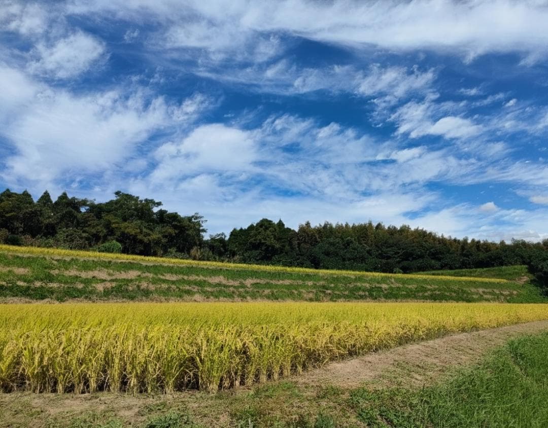 熊本県産 ヒノヒカリ 10kg 生産者直送