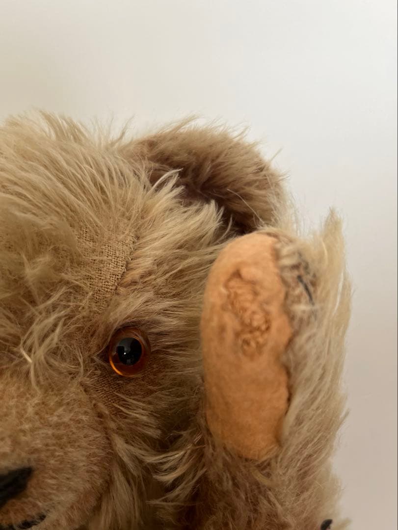 12/29日までチワワです