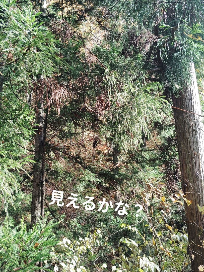 生　なめこ2kg むきだけ2kg!!