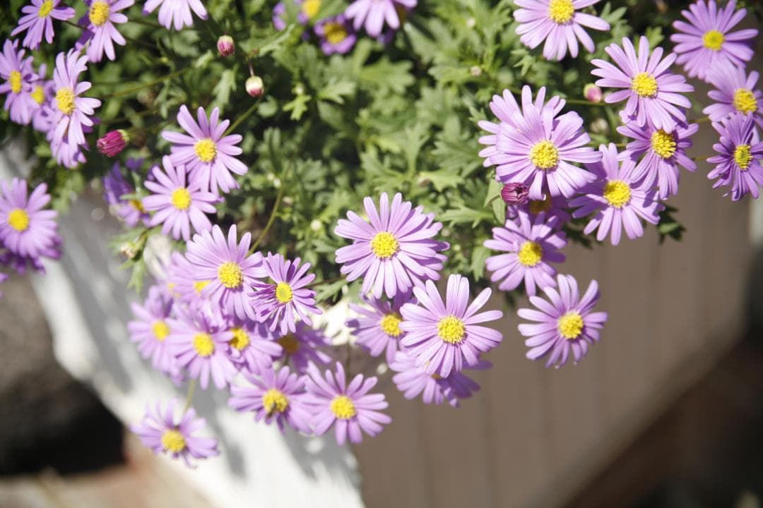 CANON 旧 FD 50mm f1.4 S.S.C.　 L93