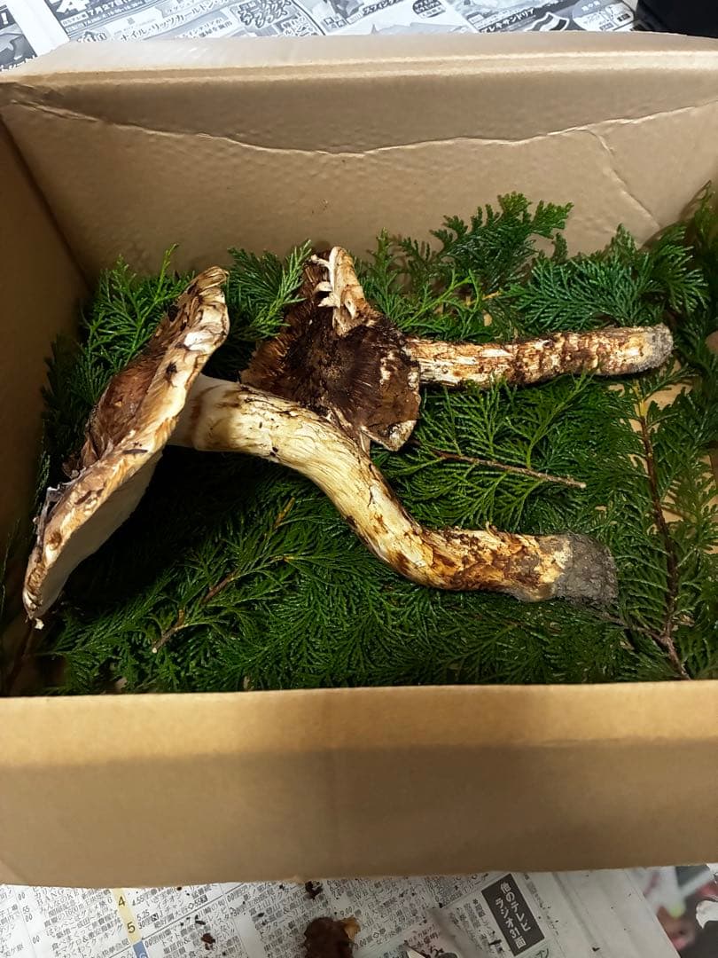 天然きのこ　マツタケ！！