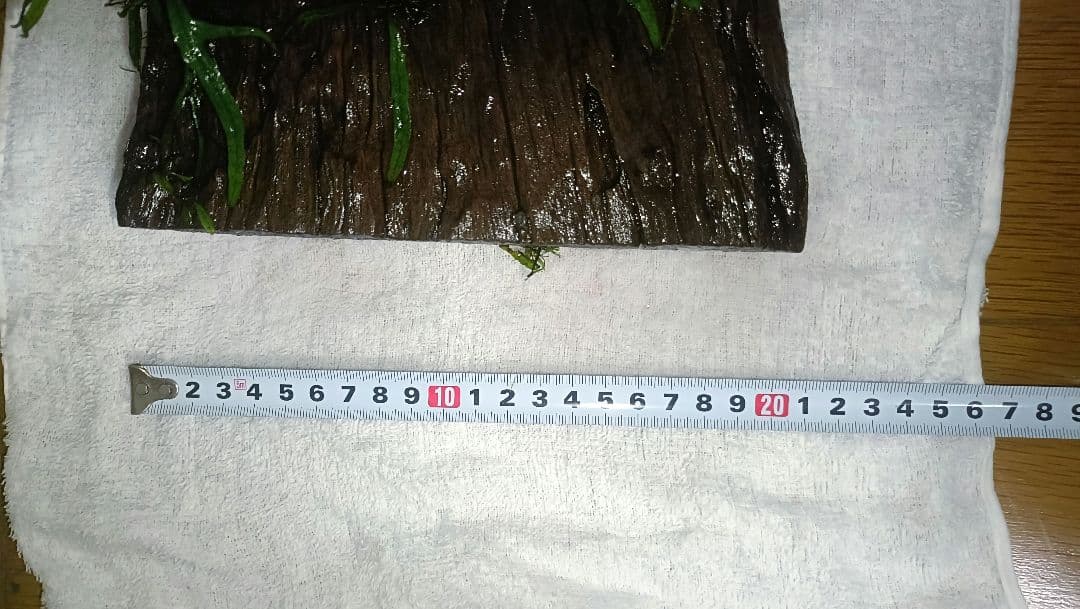 ミクロソリウム　サラワクカピットウエスト　流木1本