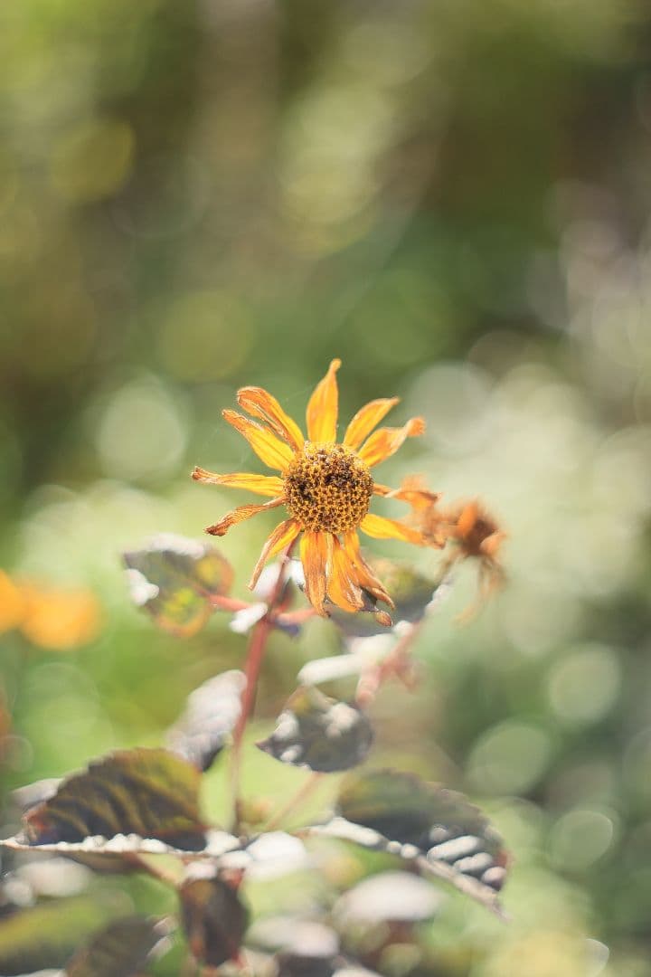 《希少》PENTACON auto 50mm F1.8 前期型 【光学美品】