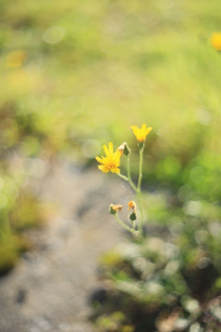 《希少》PENTACON auto 50mm F1.8 前期型 【光学美品】