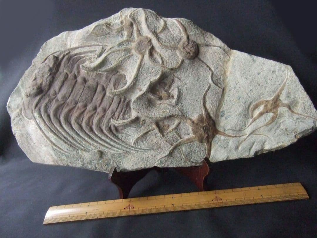 三葉虫とヒトデの化石