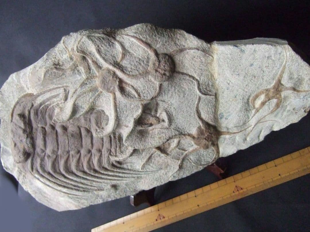 三葉虫とヒトデの化石