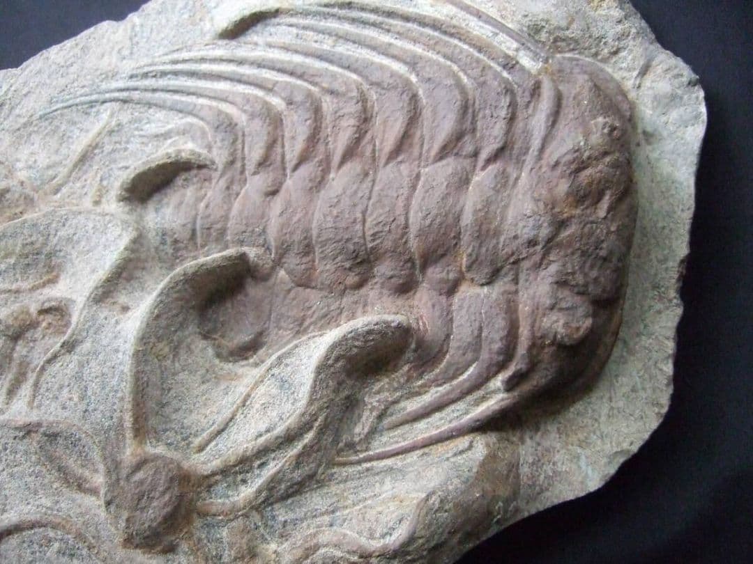 三葉虫とヒトデの化石