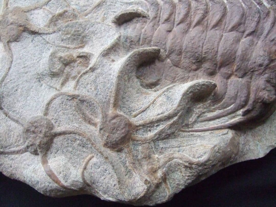 三葉虫とヒトデの化石