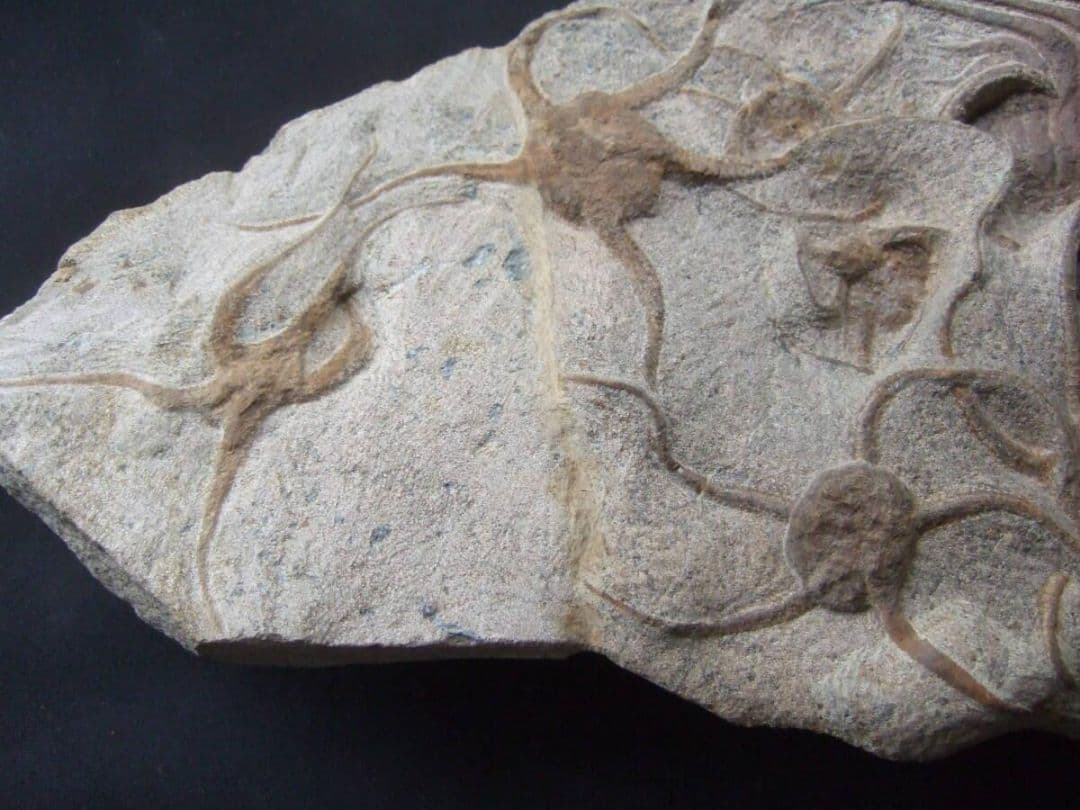 三葉虫とヒトデの化石