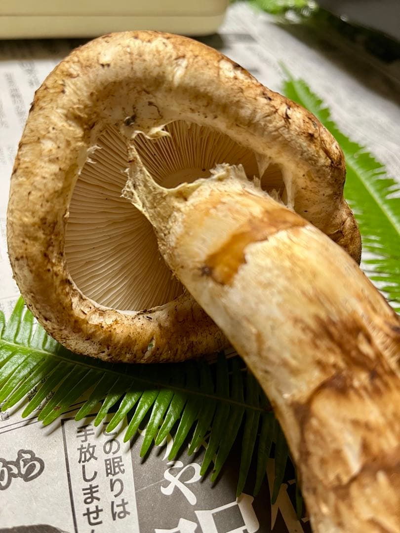 【専用です】天然松茸　採れたて松茸　良品1本185g 国産