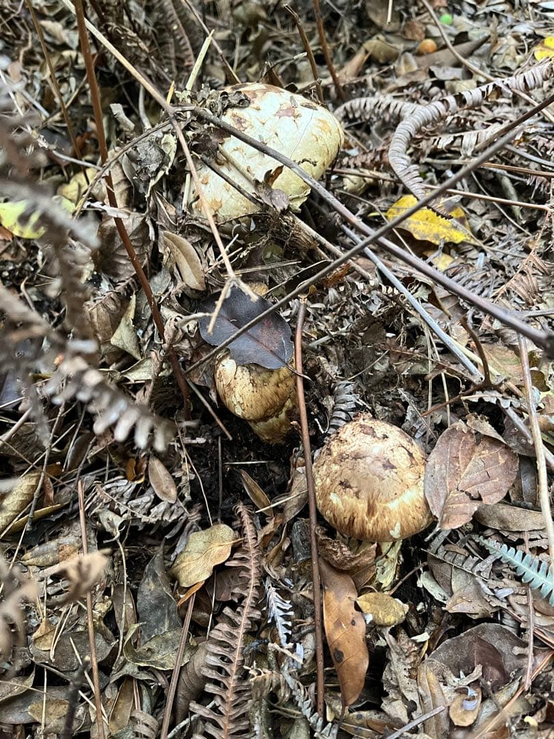 【専用です】天然松茸　採れたて松茸　良品1本185g 国産