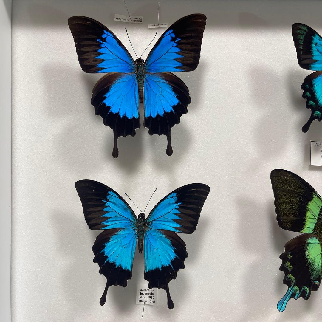 青と黒色のコントラストが美しいアゲハ蝶ドイツ箱入り標本