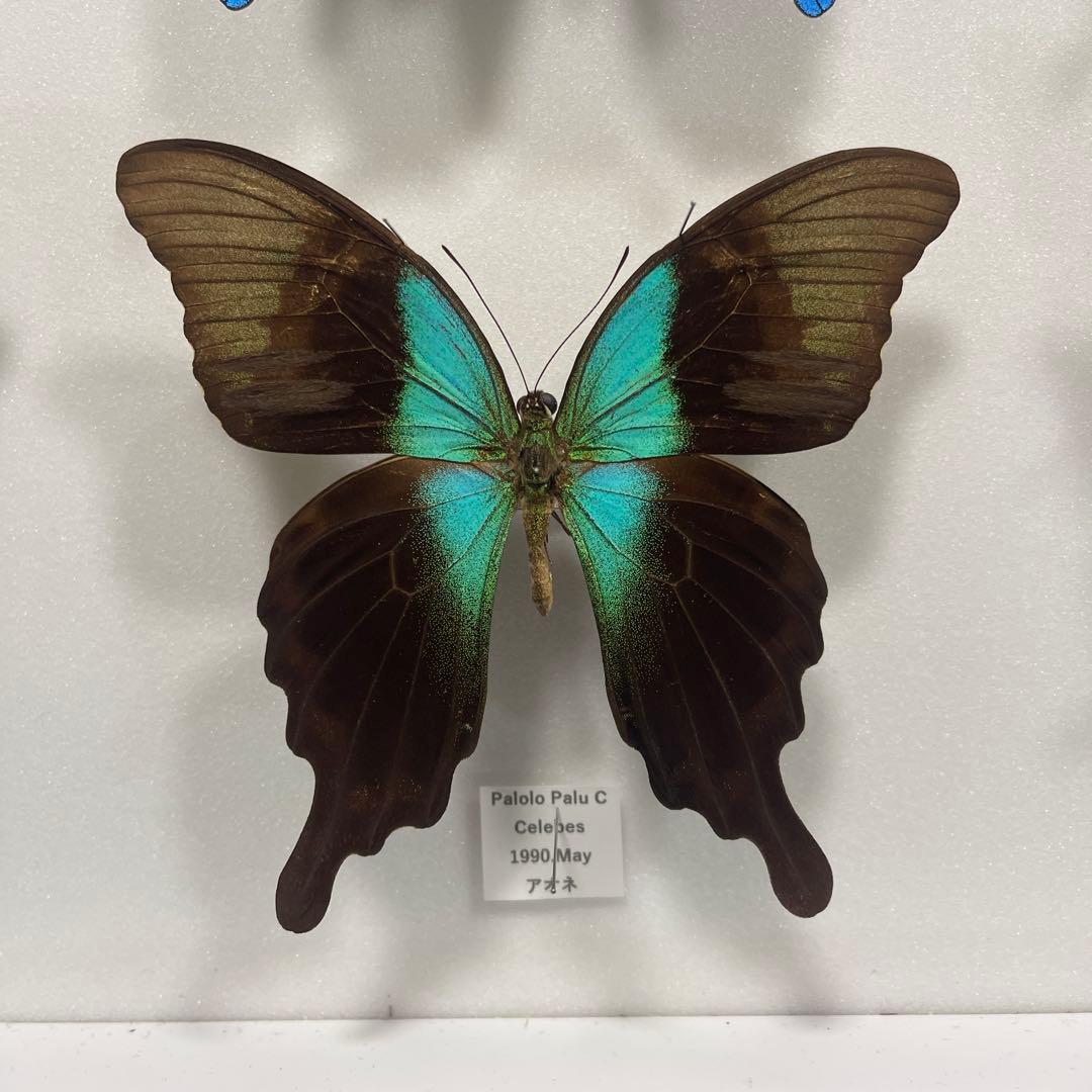 青と黒色のコントラストが美しいアゲハ蝶ドイツ箱入り標本