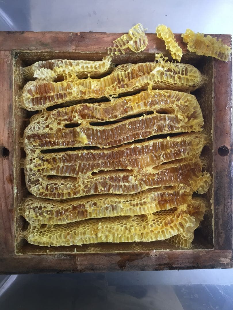 蜂蜜1.16kg垂蜜(ニホンミツバチ)無添加