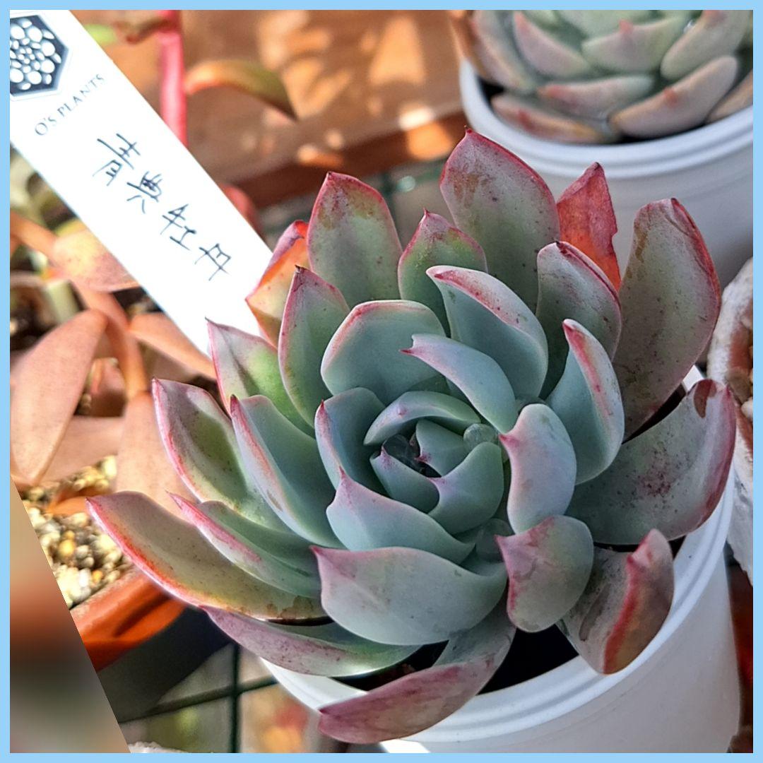 オーズプランツさん　 多肉植物　青典牡丹