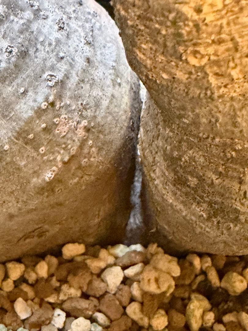 パキポディウムグラキリス　2頭　現地球　発根済