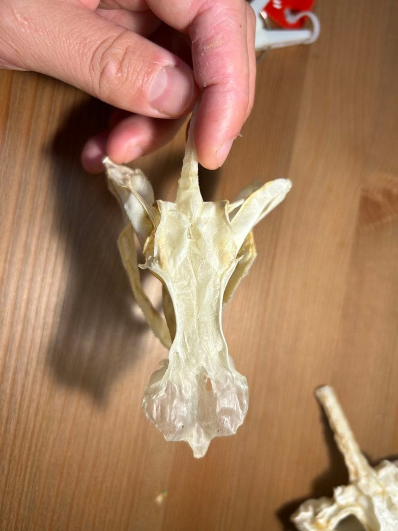 サメ頭骨標本(エドアブラザメ)