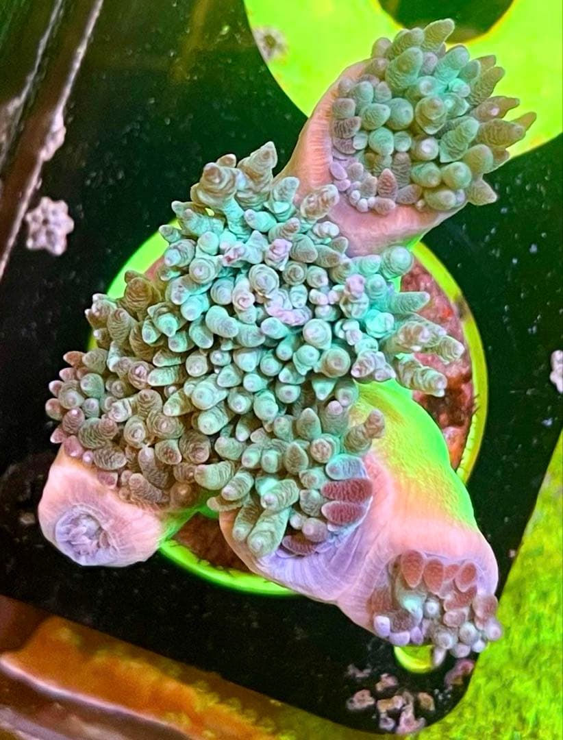 Yasu様　2点セット