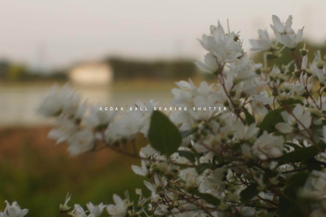 M42改造レンズ ベス単 KODAK BALL BEARING SHUTTER