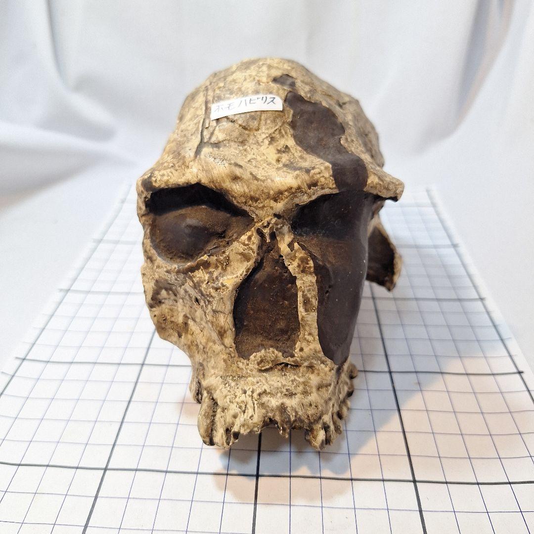 ホモハビリス頭骨模型
