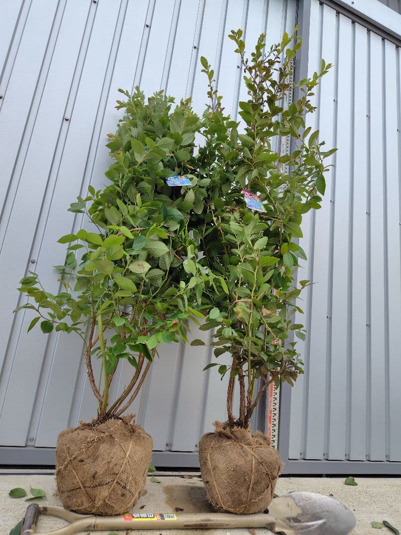 ブルーベリー苗オニール＆マグノリア大苗2本セット