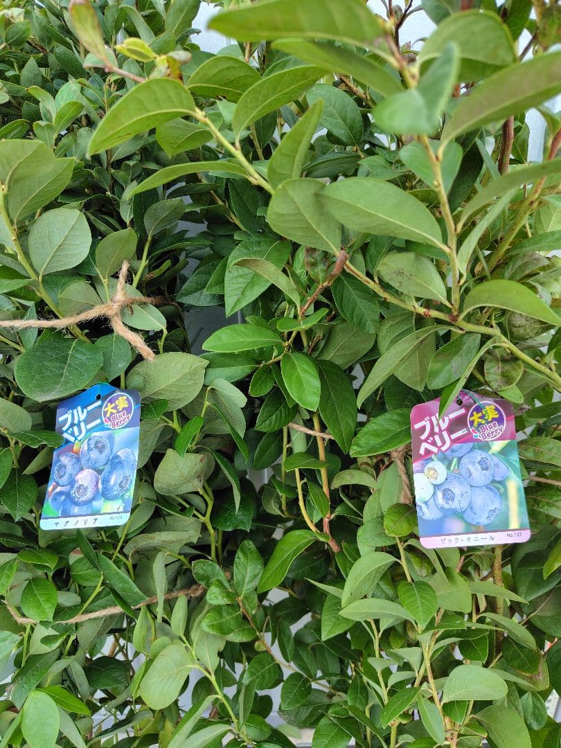 ブルーベリー苗オニール＆マグノリア大苗2本セット