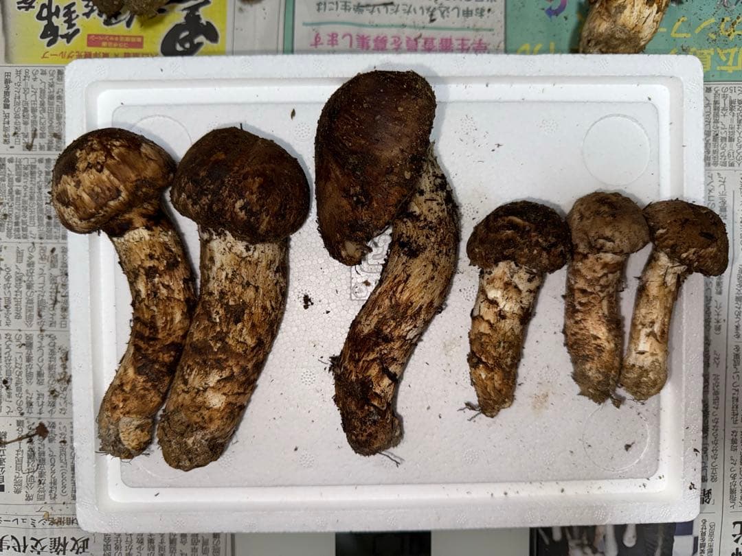 【10月16日午前10時まで】広島県産松茸　236グラム