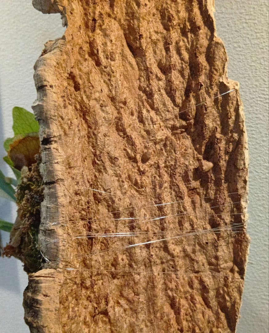 壁掛けビカクシダ　親株　サイズ大　ネザーランド　コルク付け　コウモリラン