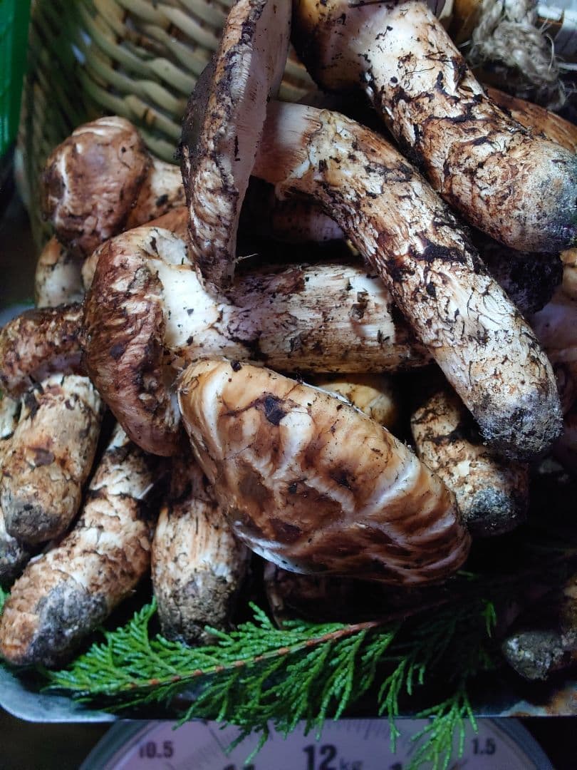 松茸　国産　岐阜県産