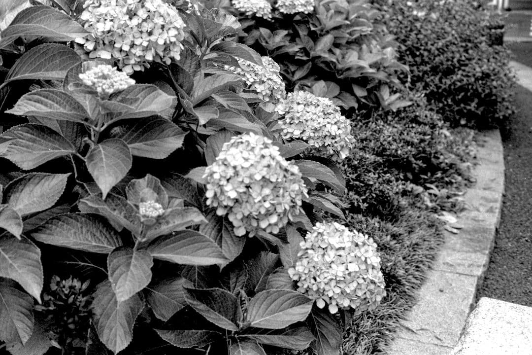 オリンパス　Olympus-35 SP 整備済み　完動品