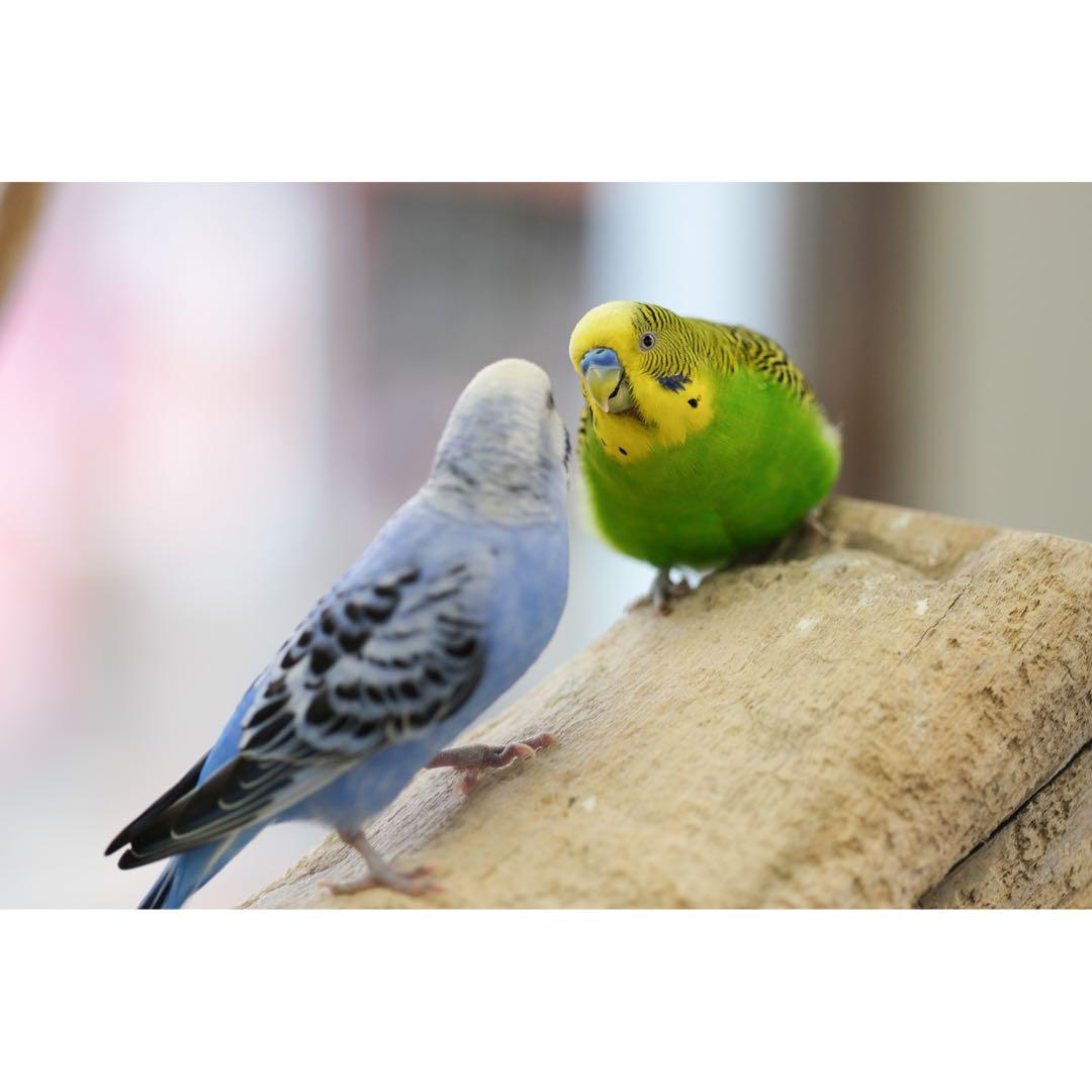 【美品】FUJIFILM XF90mm F2 R LM WR