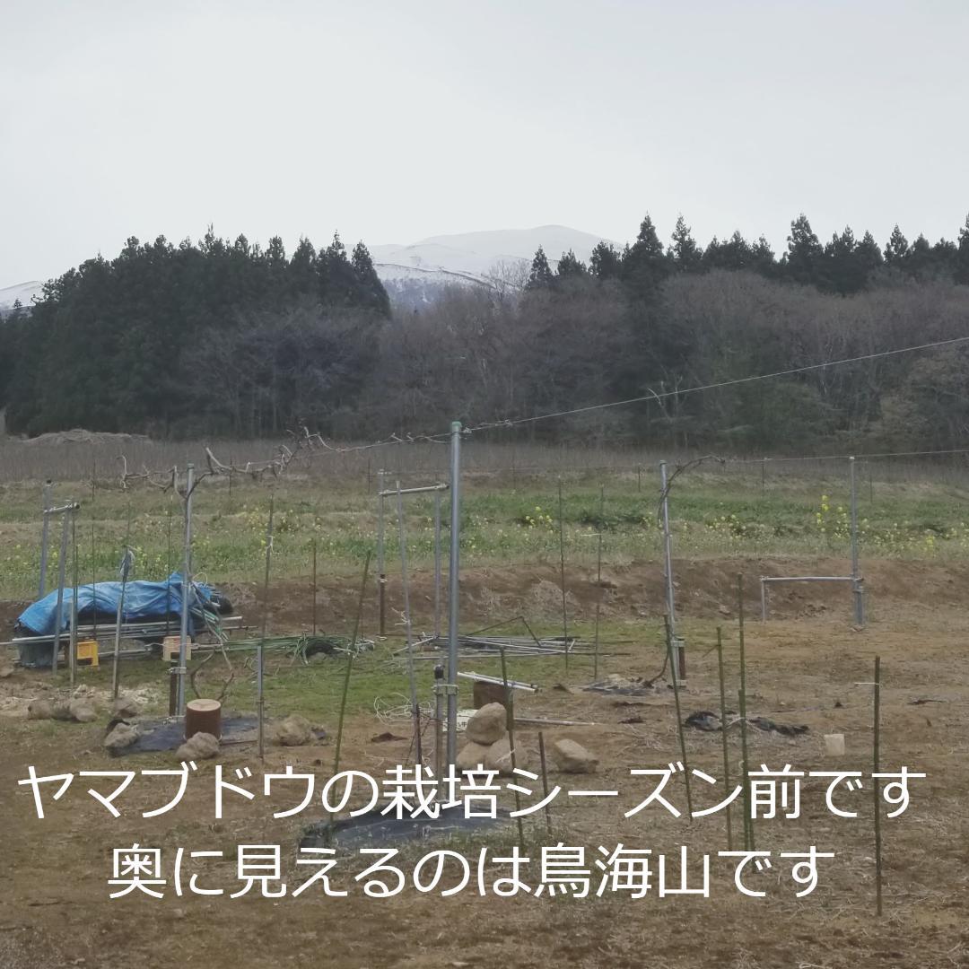 【たっぷり12kg】鳥海山麓の自家栽培 やまぶどう 果実酒にも