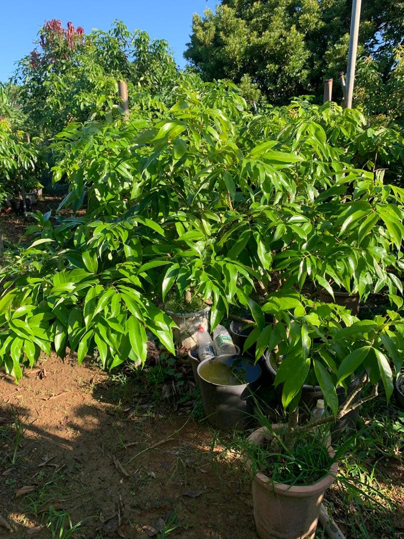 ライチ取木苗木(大) レイシ 　台湾玉荷苞　改良品種プリンセスの笑顔