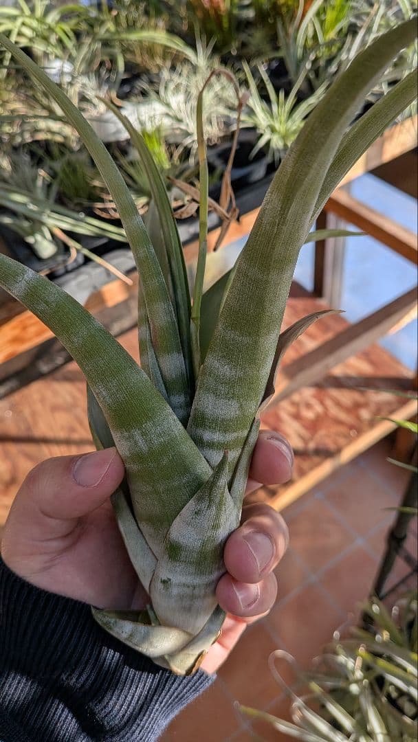 チランジア　フレクスオーサ　2種類セット　速達