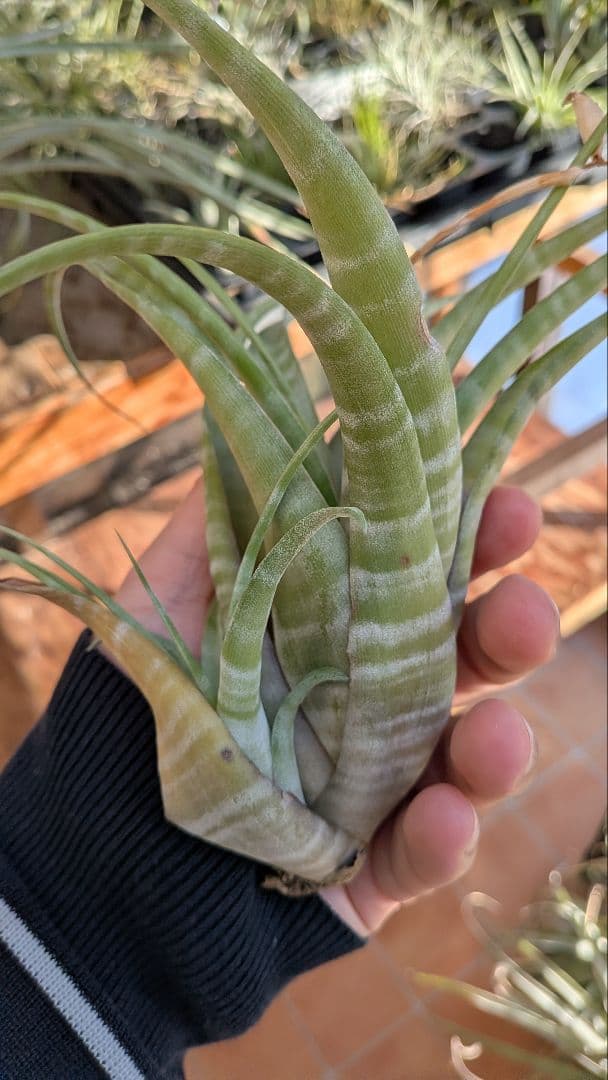 チランジア　フレクスオーサ　2種類セット　速達