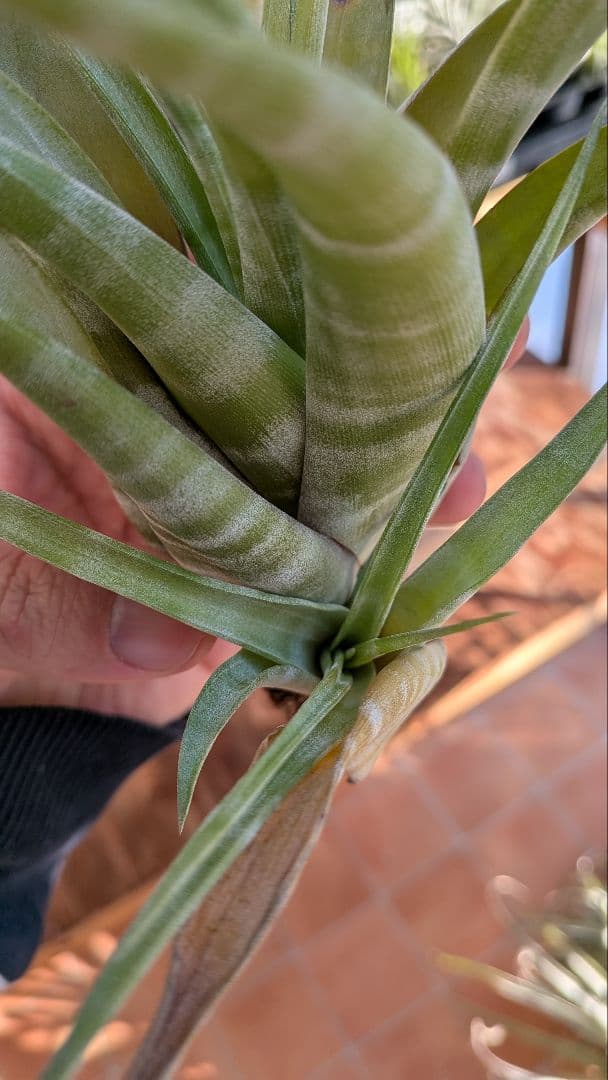 チランジア　フレクスオーサ　2種類セット　速達