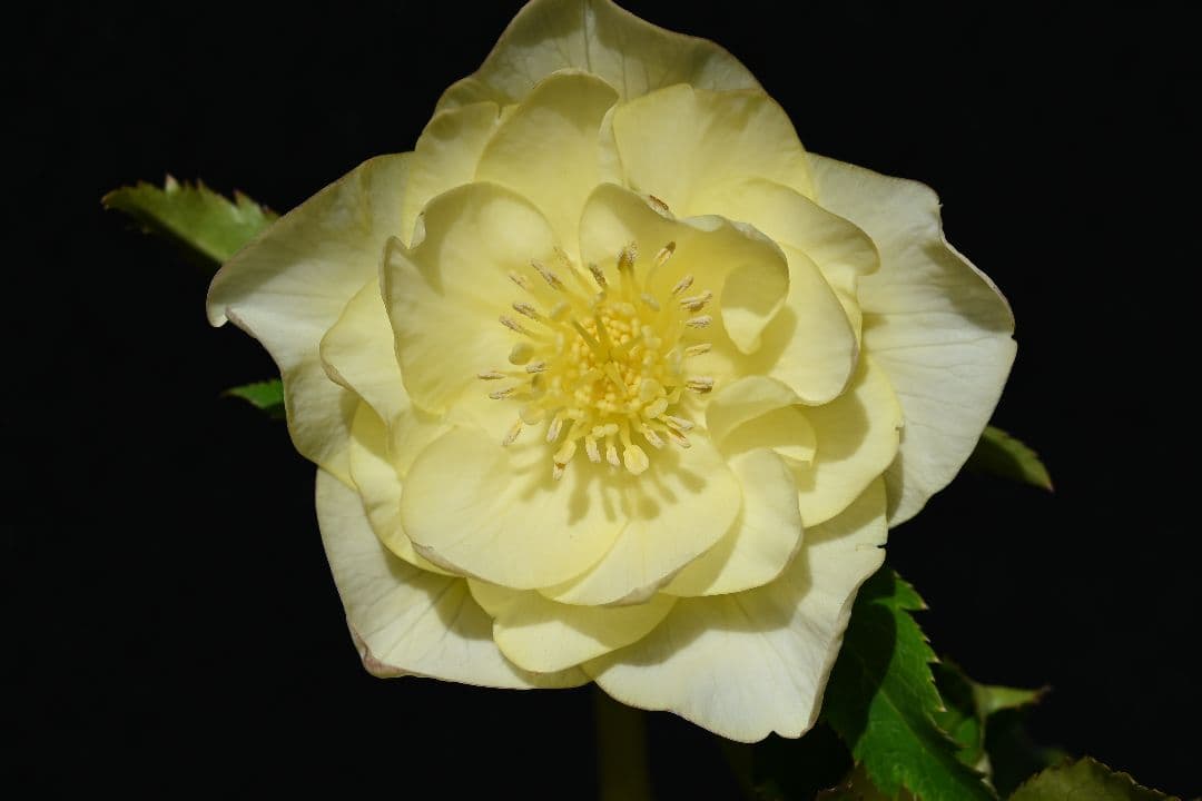 クリスマスローズ　最新花！認定かぐや姫　加藤農園