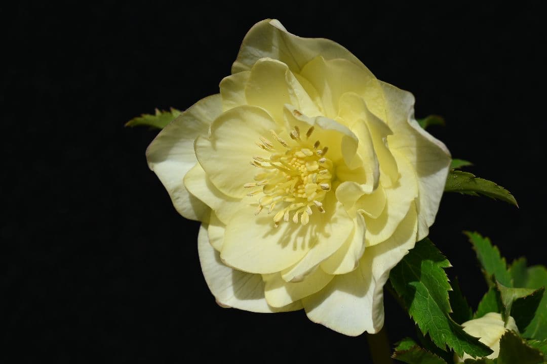 クリスマスローズ　最新花！認定かぐや姫　加藤農園